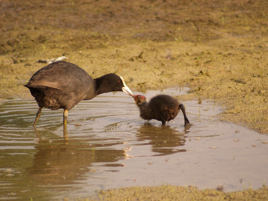 Dolci ricordi dell''estate scorsa - Folaghe